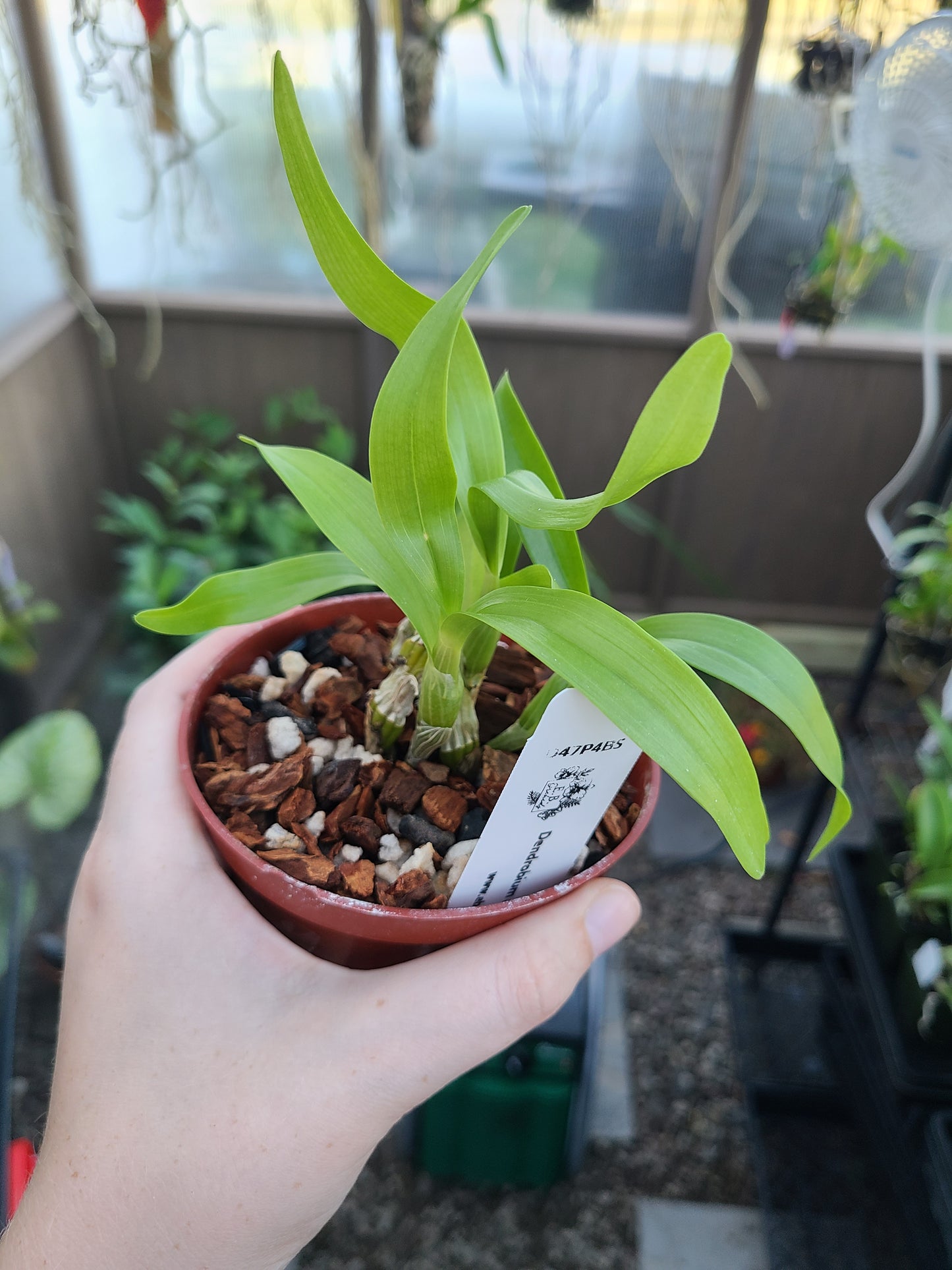 Dendrobium albosanguineum