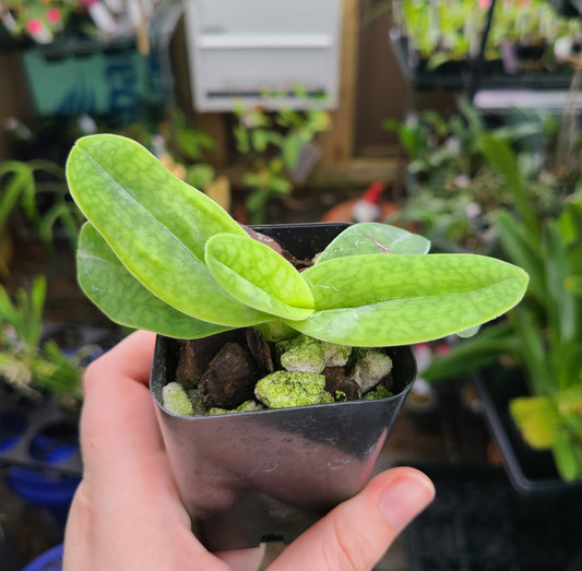 Paphiopedilum Black Diamond