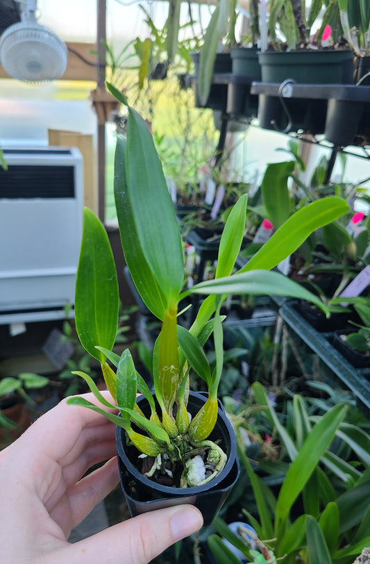 Dendrobium Roy Tokunaga