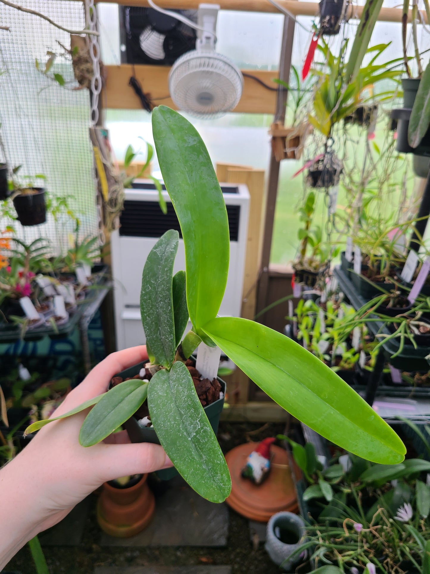 Cattleya jenmanii alba 'XXXX' x 'Snow Summit'
