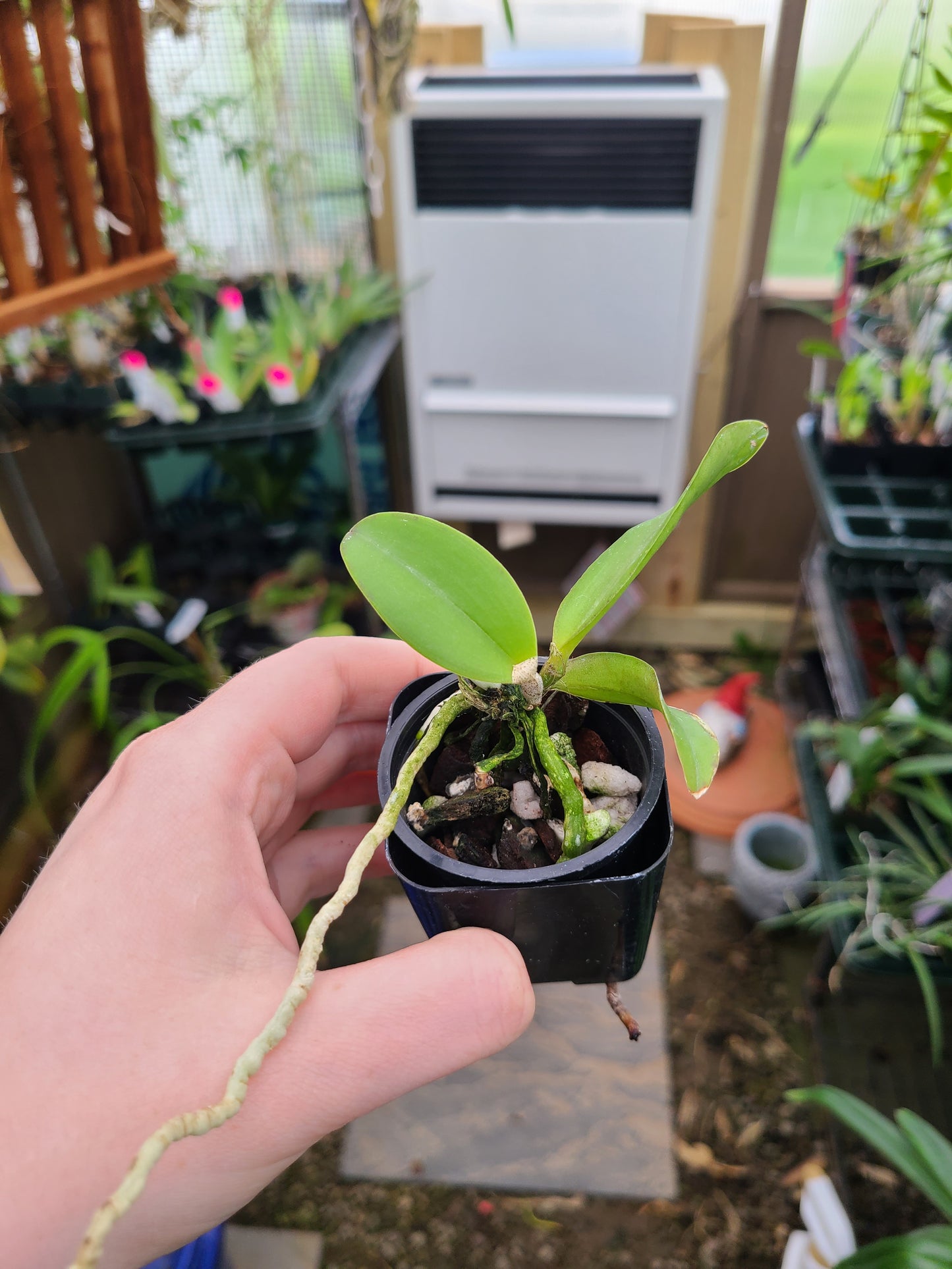 Cattleya amethystoglossa var. coerulea x sib