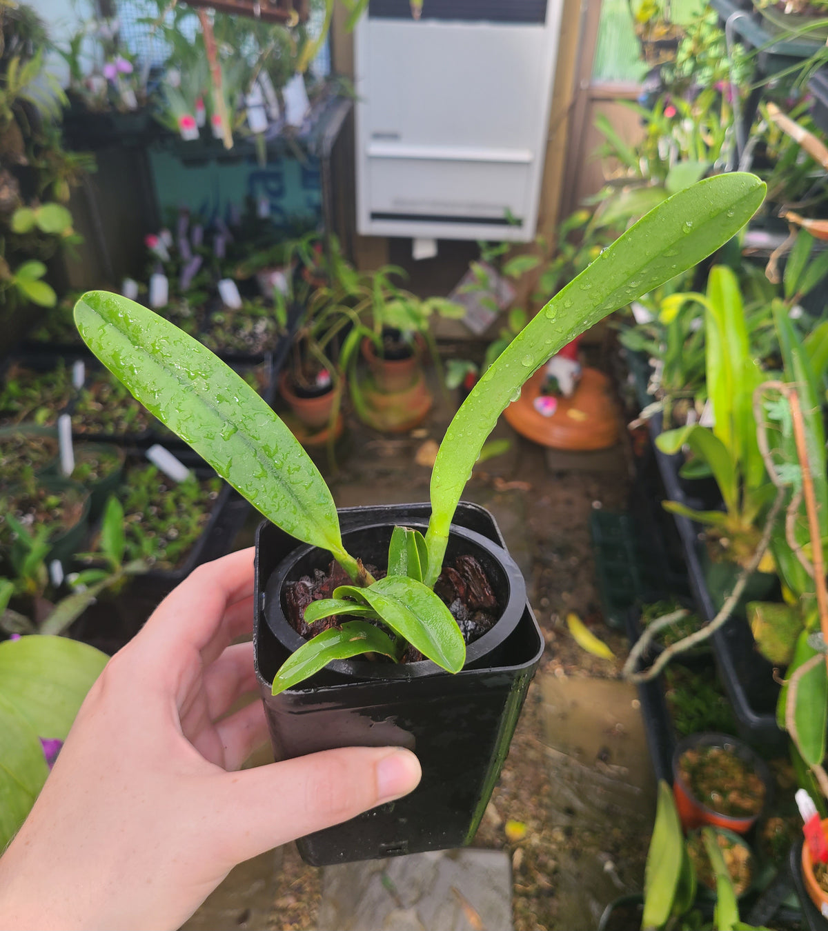 Cattleya Hawaiian Urchin 'Jungle Fever'