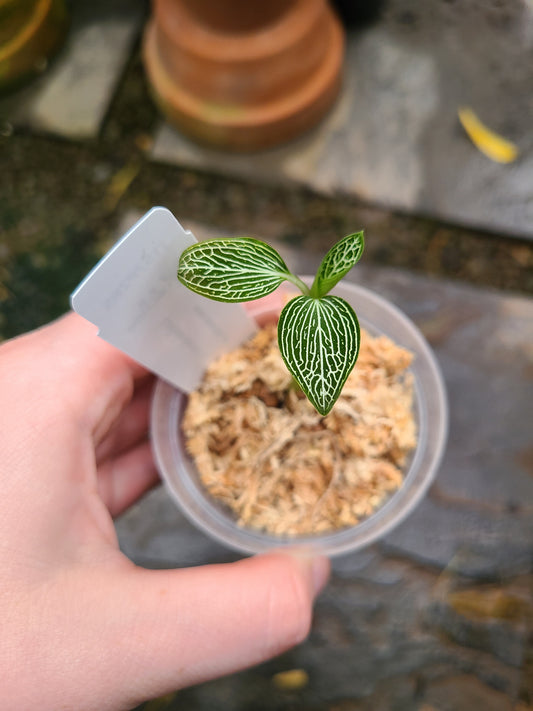 Ludisia discolor var. alba