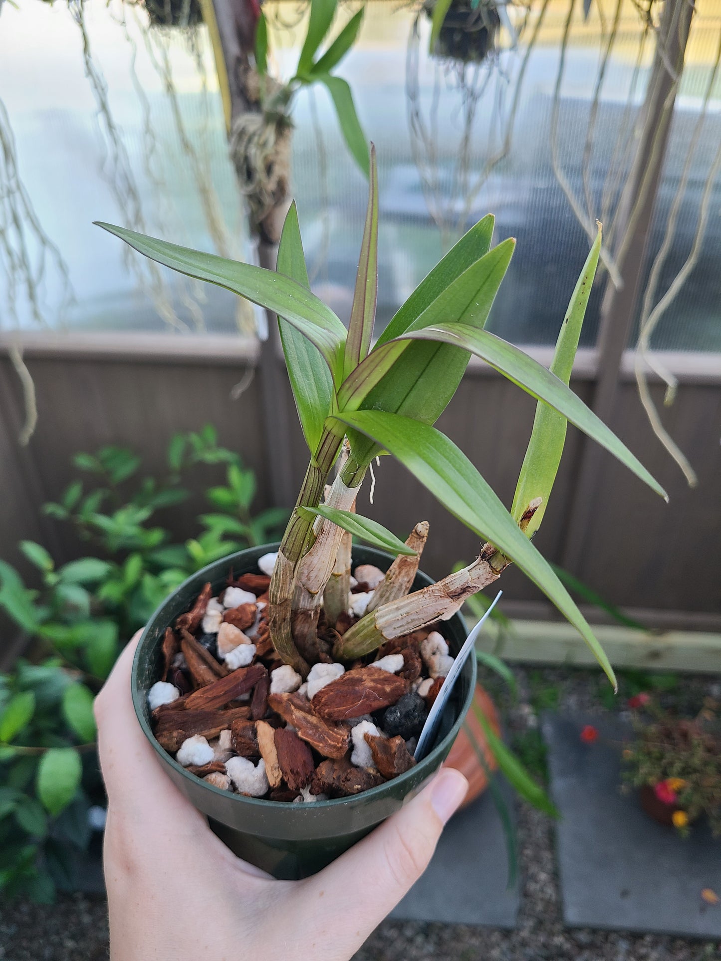 Dendrobium Classic Gem x Yaya Victoria (Petaloid)