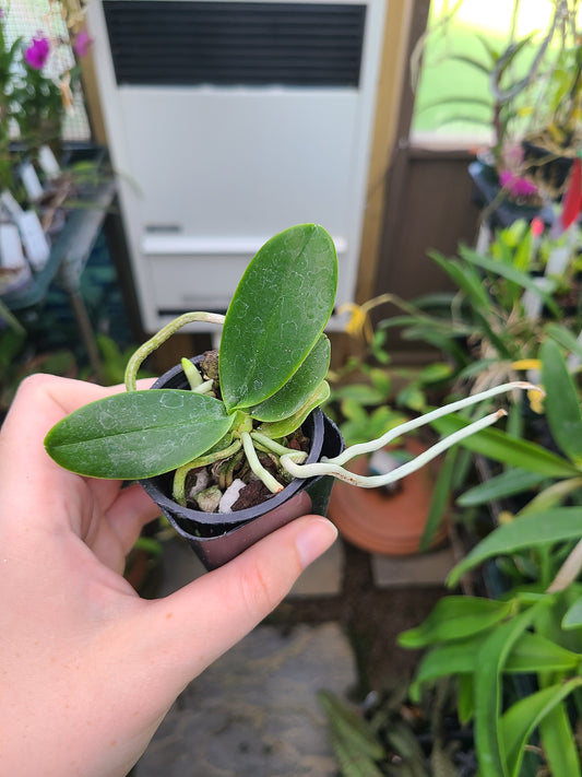 Phalaenopsis japonica