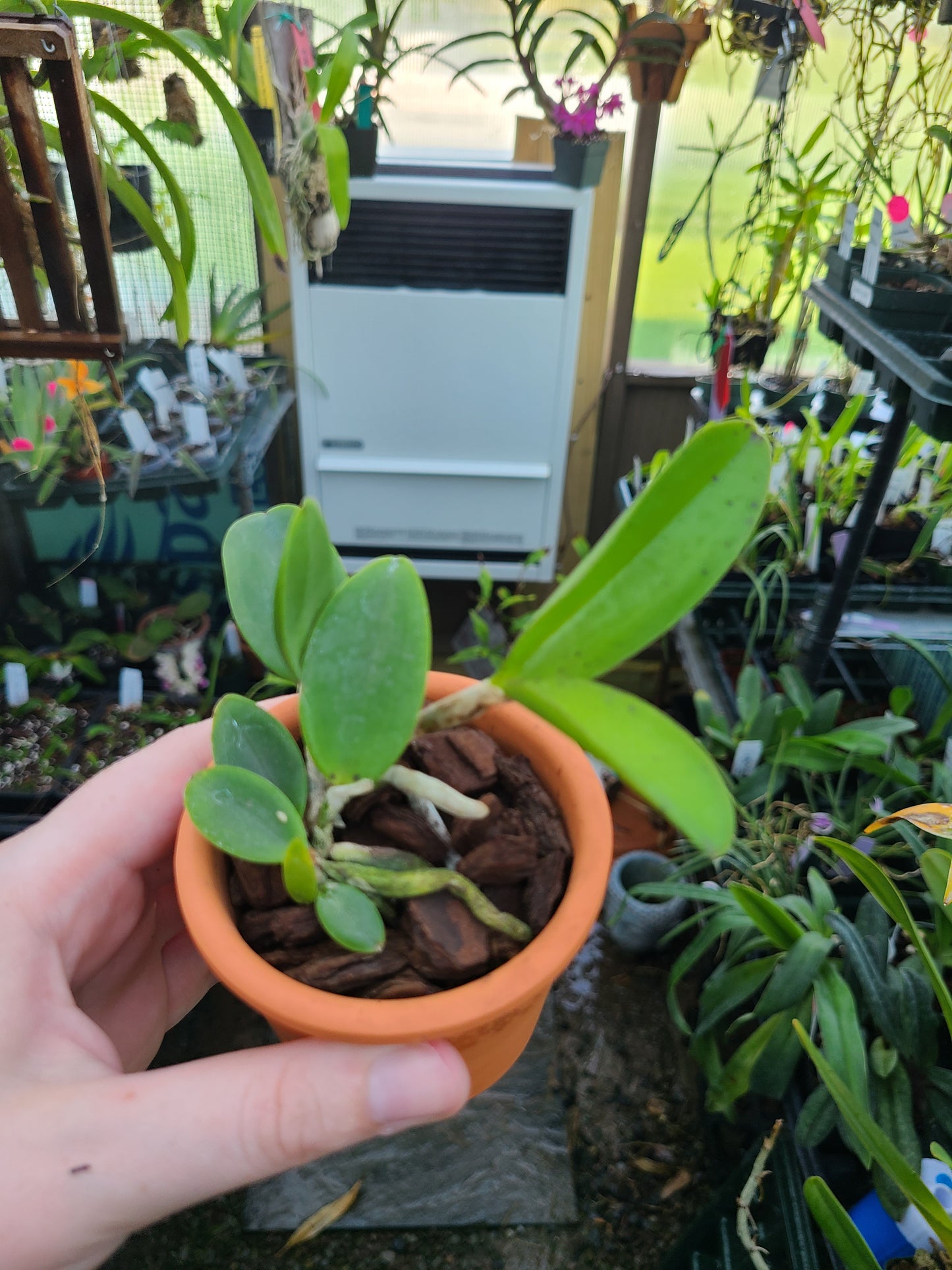 Cattleya aclandiae 4N