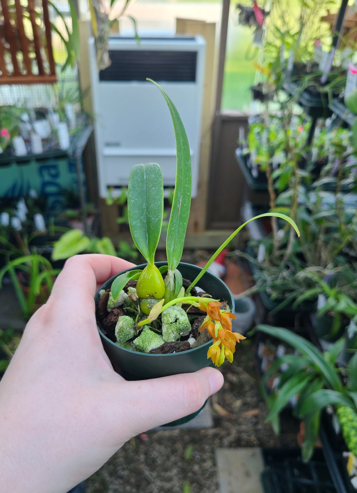 Bulbophyllum cupreum
