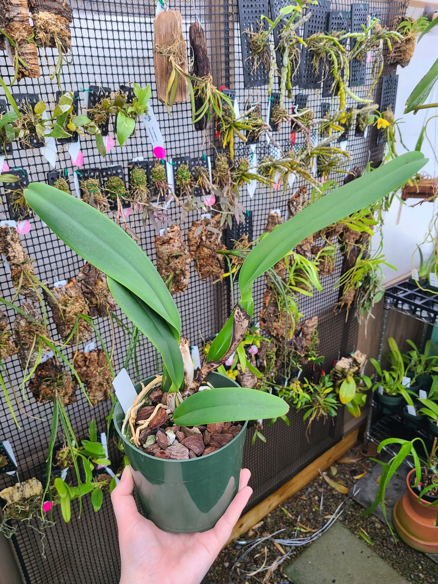 Rhyncholaeliocattleya Dreamspinner 'Volcano Queen'