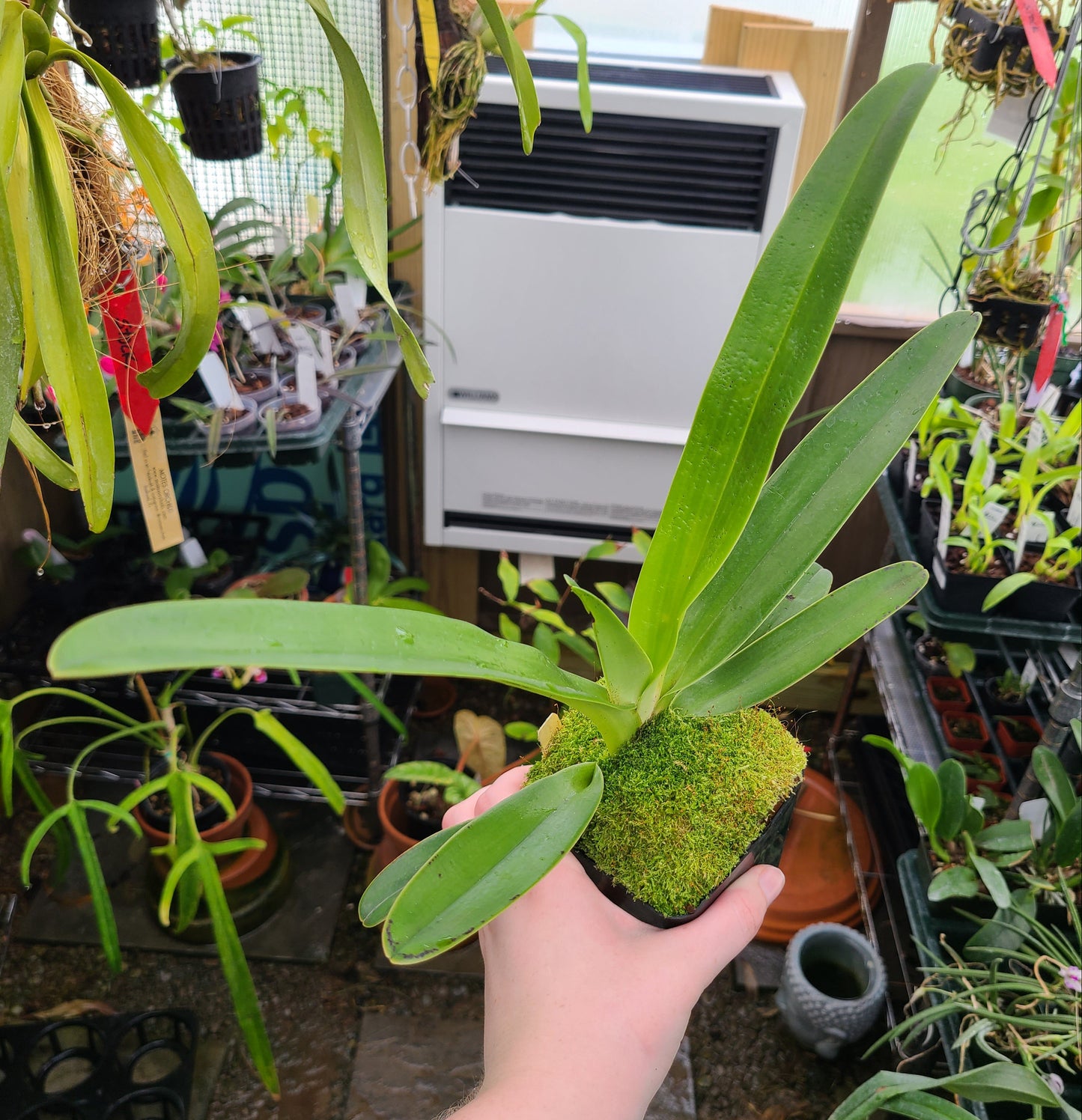 Paphiopedilum Lady Isobel