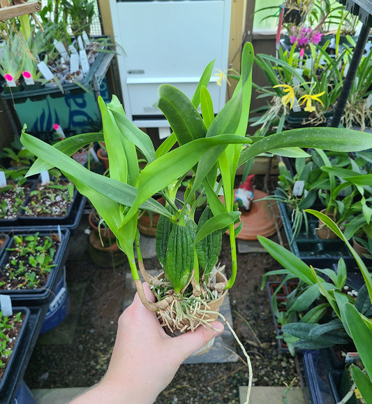 Prosthechea radiata