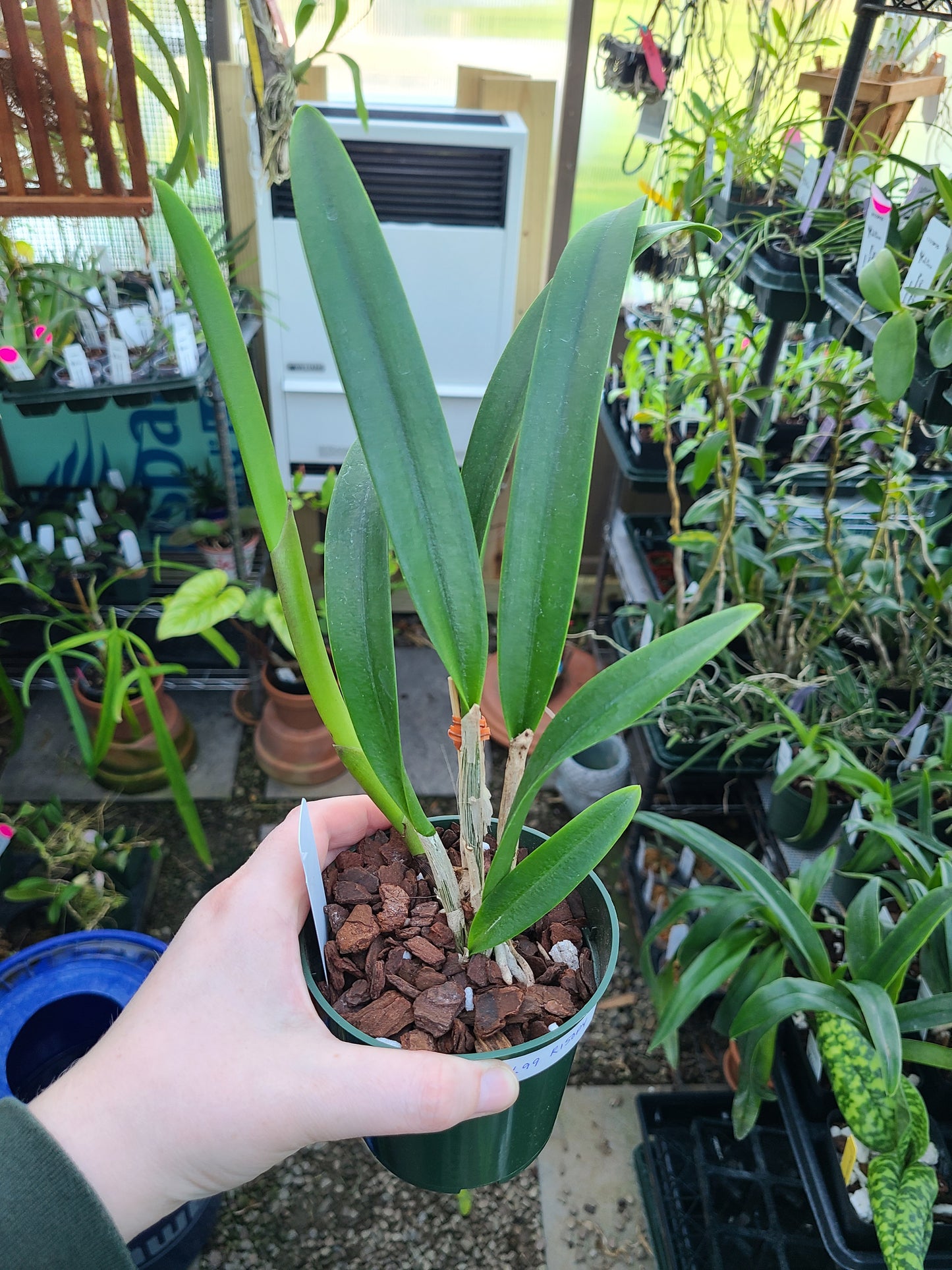 Rhyncholaeliocattleya Donna Kimura x Brassavola nodosa