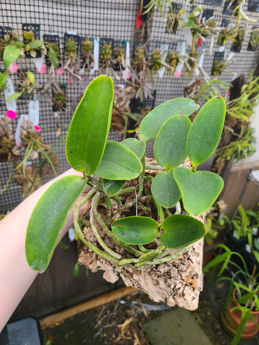 Cattleya aclandiae 'Haiku Treasure'