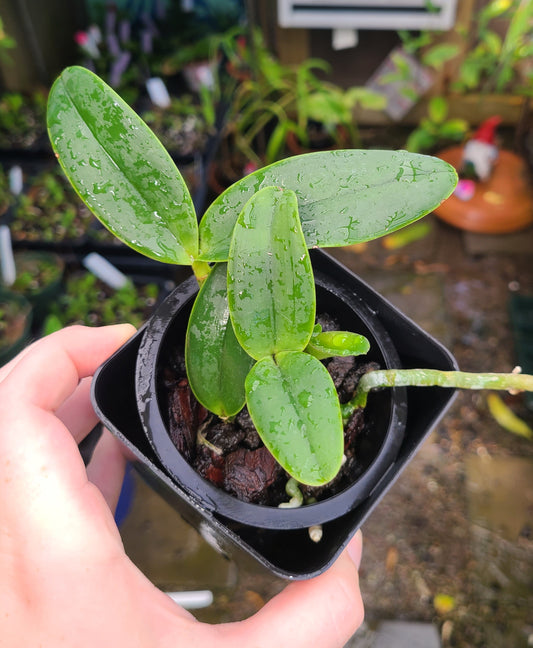 Cattleya Brazilian Star