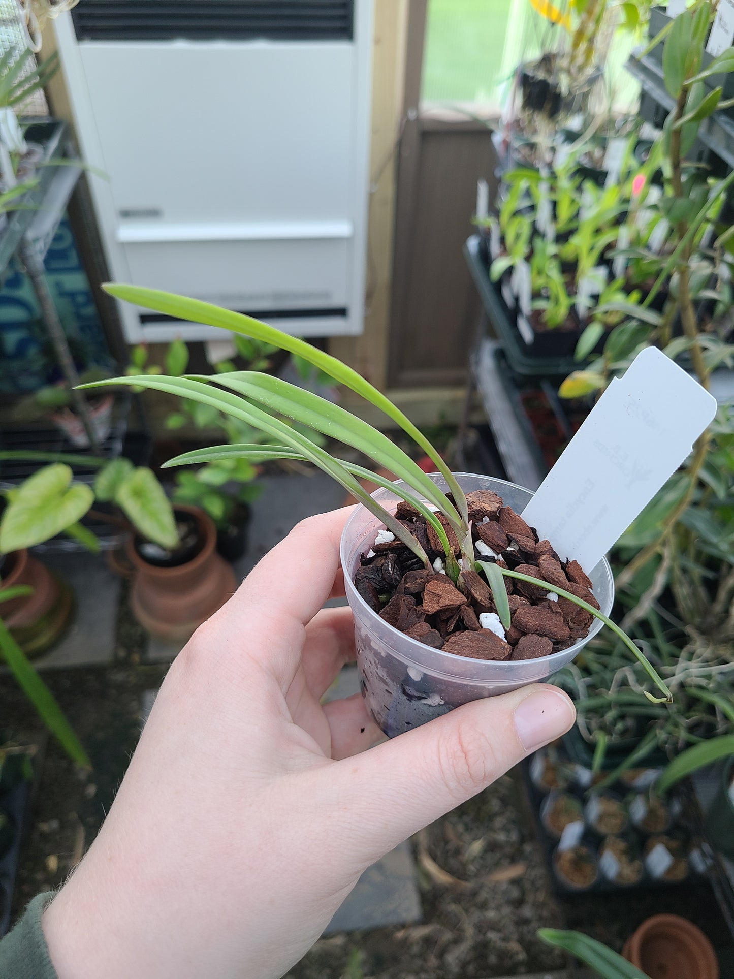 Encyclia tampensis