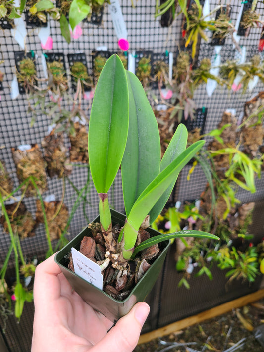 Laeliocattleya Purple Cascade 'Volcano Queen'