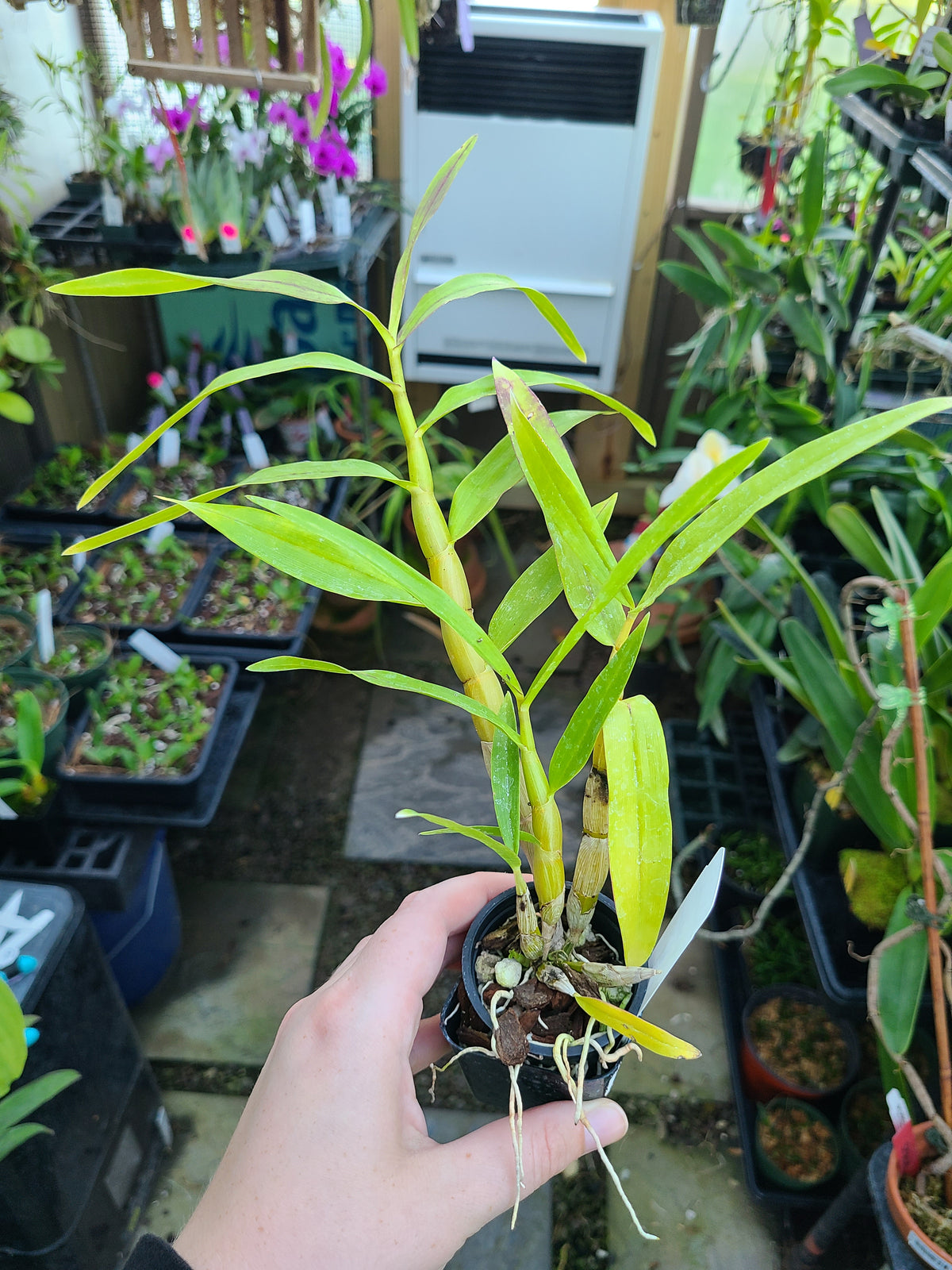 Dendrobium smillieae 'H&R Giant' x 'Lea'