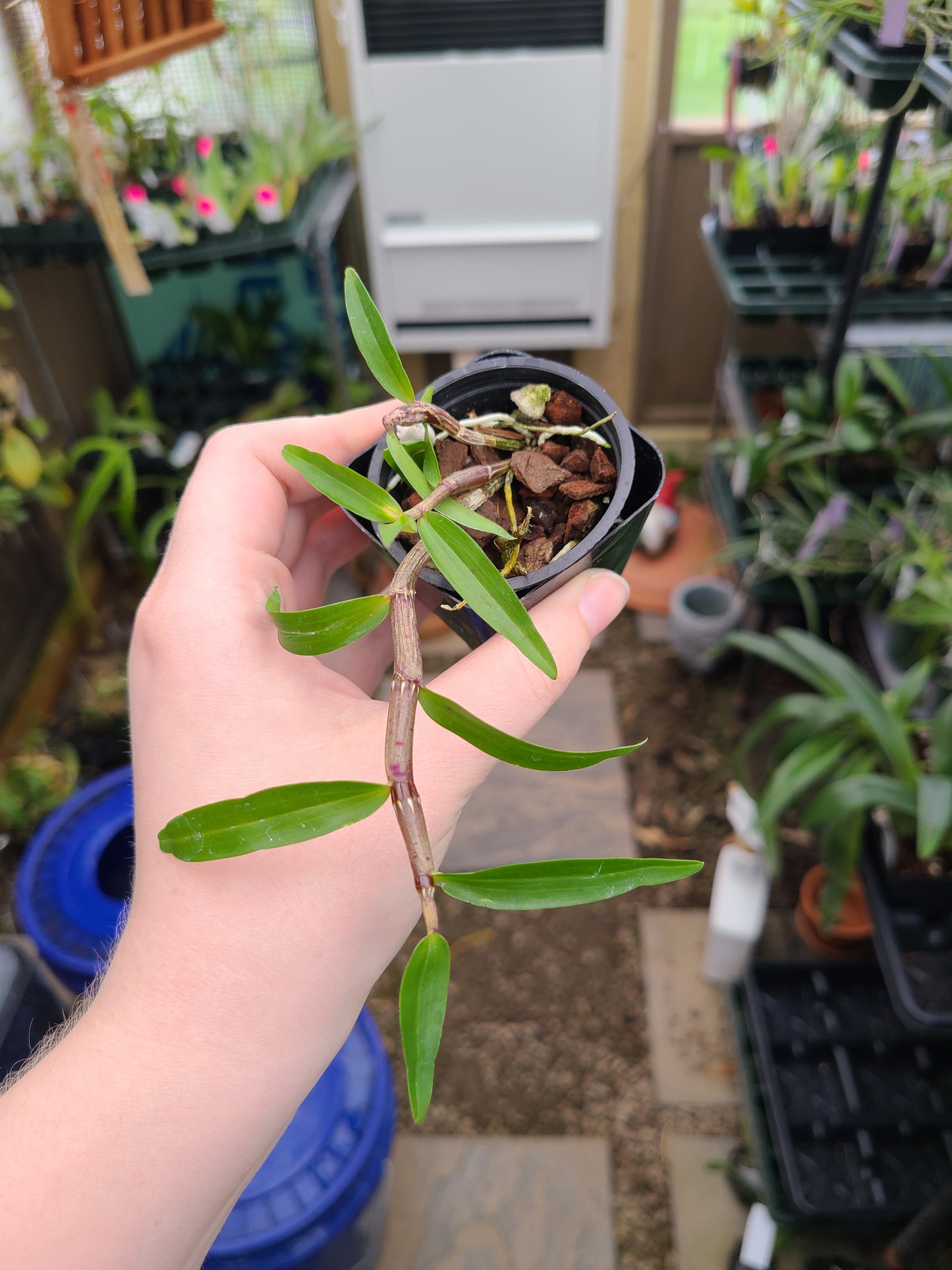 Dendrobium maccarthiae