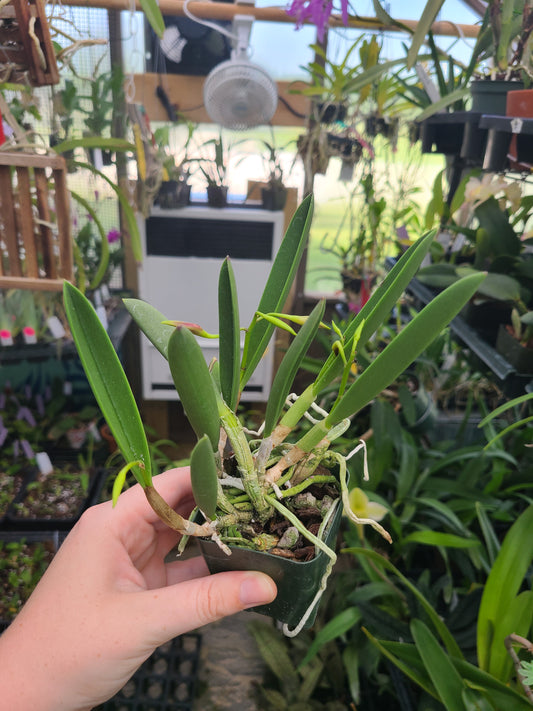 Brassocattleya Micro Fire 'Sparkler' JC/AOS