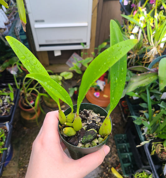 Bulbophyllum maxillare