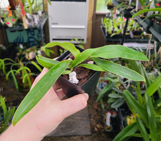 Paphiopedilum spicerianum x sib