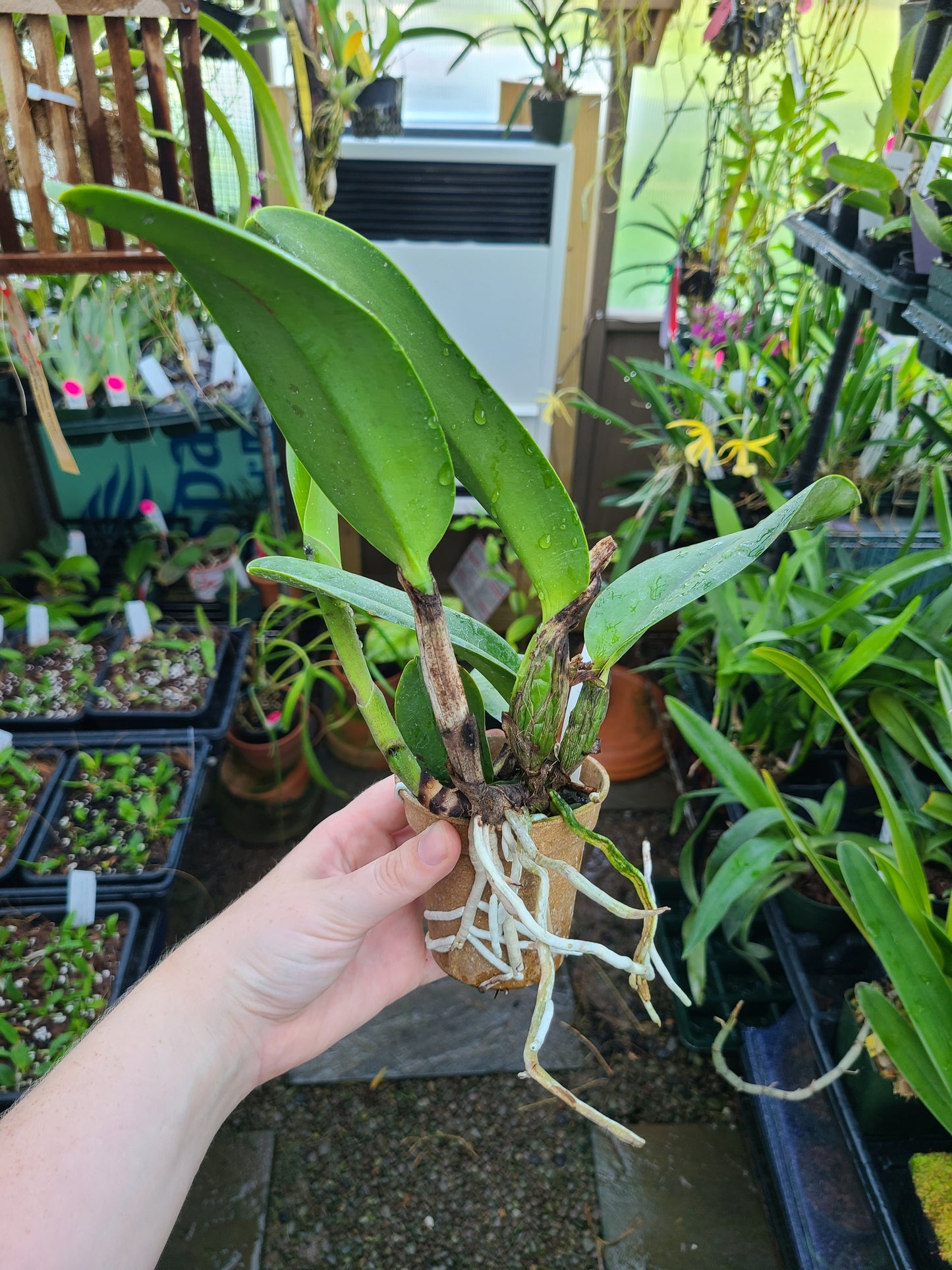 Rhyncattleanthe Hsinying Starlight ‘Pink Lady’