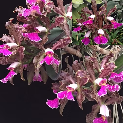 C. schilleriana x sib