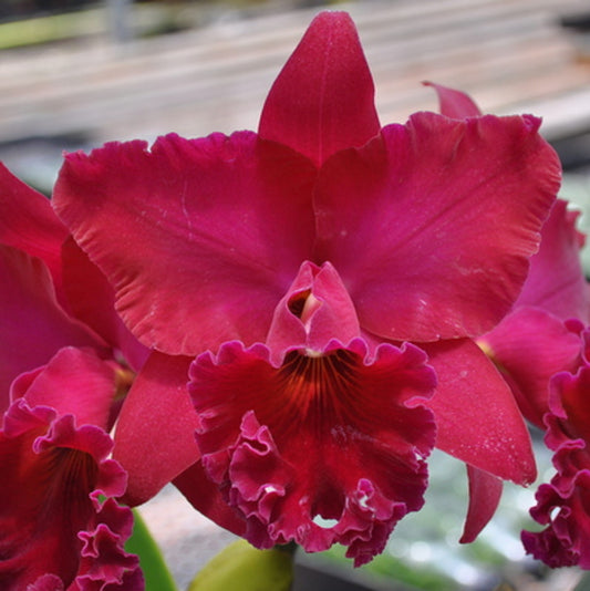 Rlc. Thelma Ayako Tsukamoto ‘Volcano Queen’