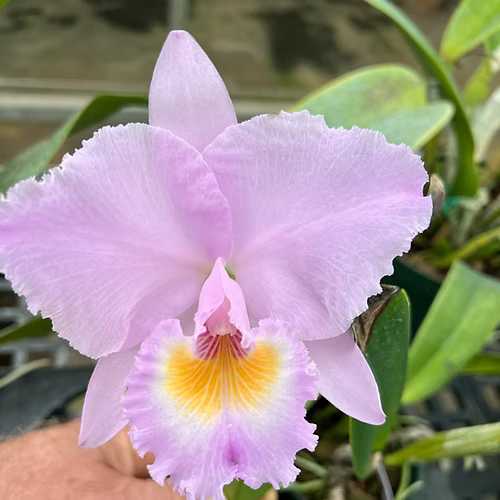 C. trianae var. concolor 'Japan 2018' x self
