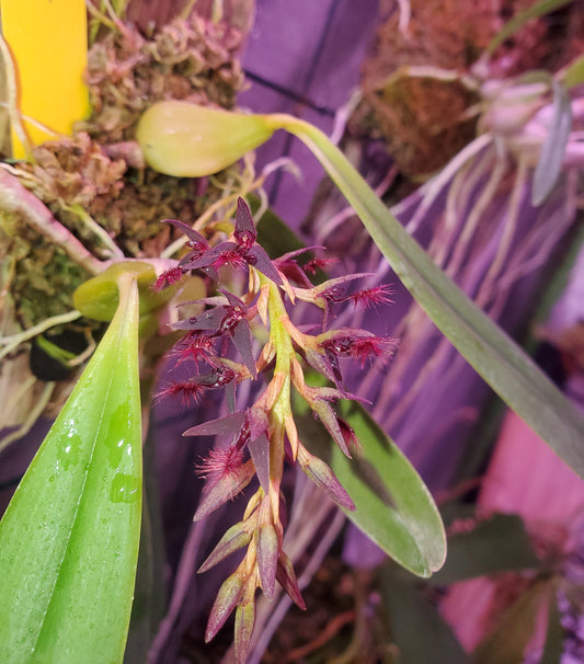 October: Bulbophyllum saltatorium
