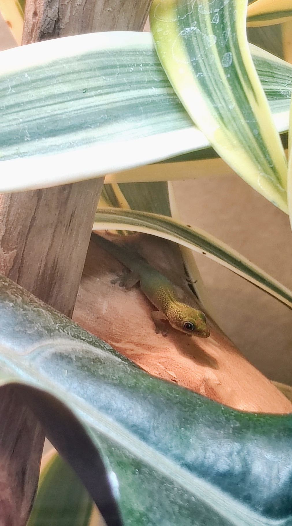The Little Gecko Who Could