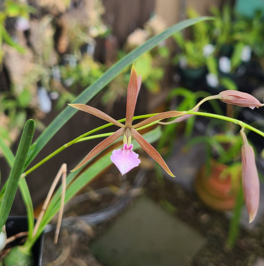 April: Encyclia bractescens