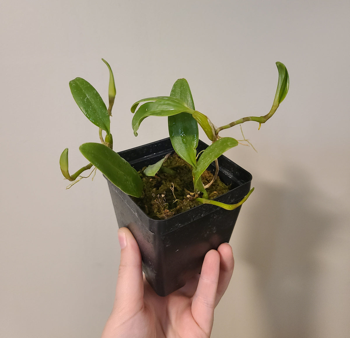 Bulbophyllum odoratissimum (syn. congestum)
