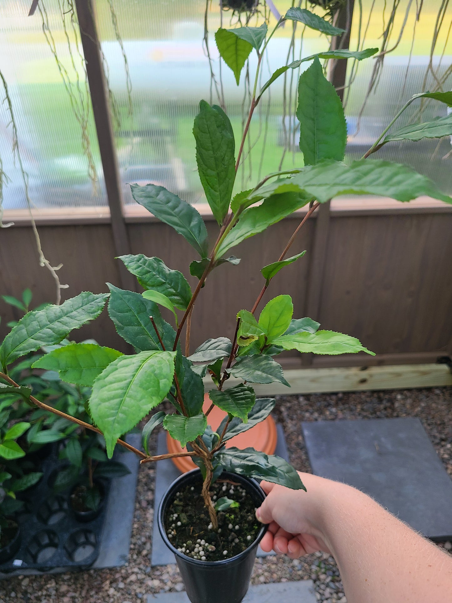 Tea Plant (Camellia Sinensis)