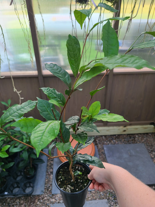 Tea Plant (Camellia Sinensis)