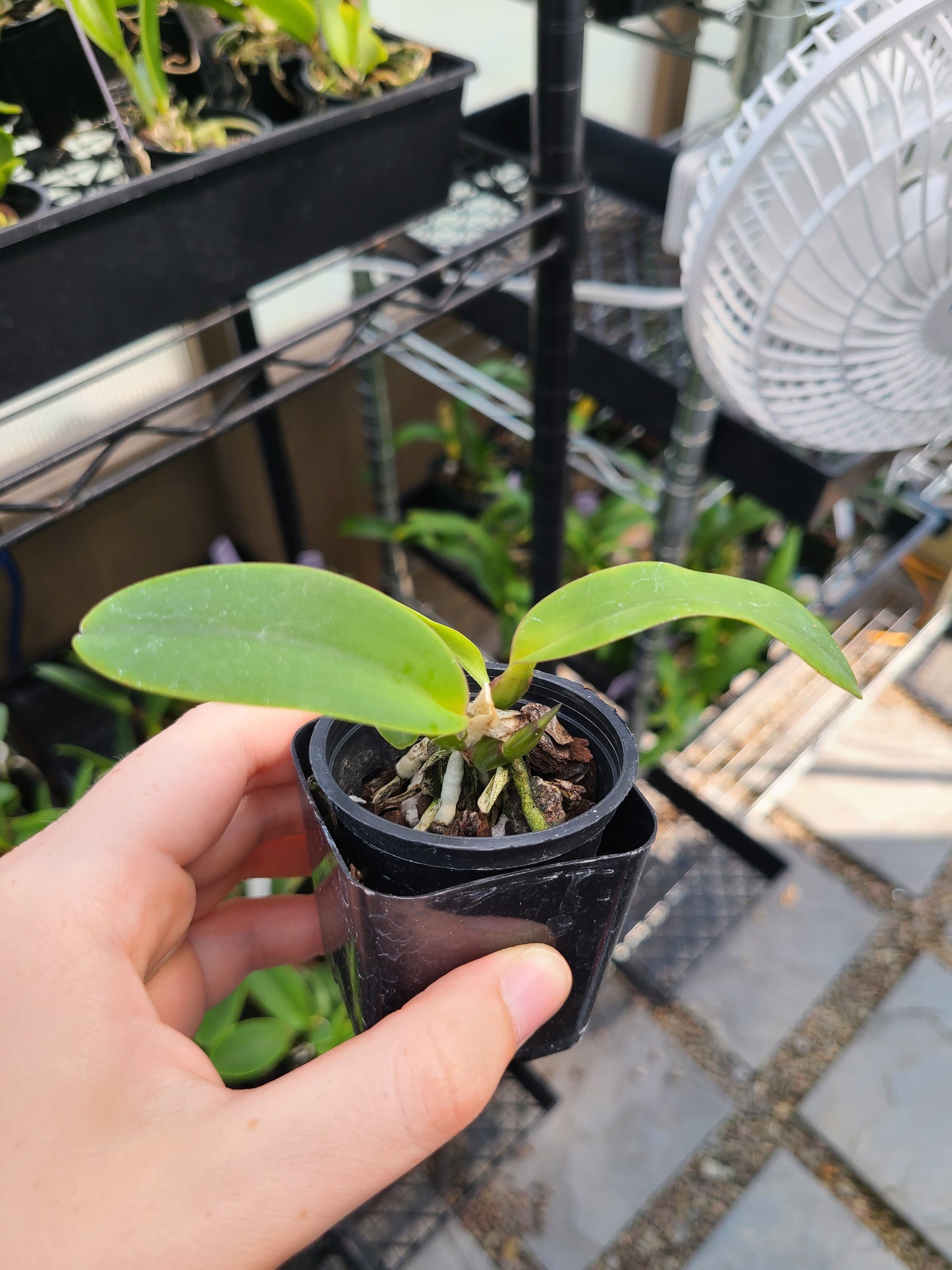 C. labiata rubra 'L.A. Burzell' AM/AOS x C. labiata f. rubra 'Claire' AM/AOS