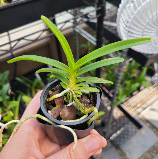 Vanda aurantiaca 'Yellow Bees'