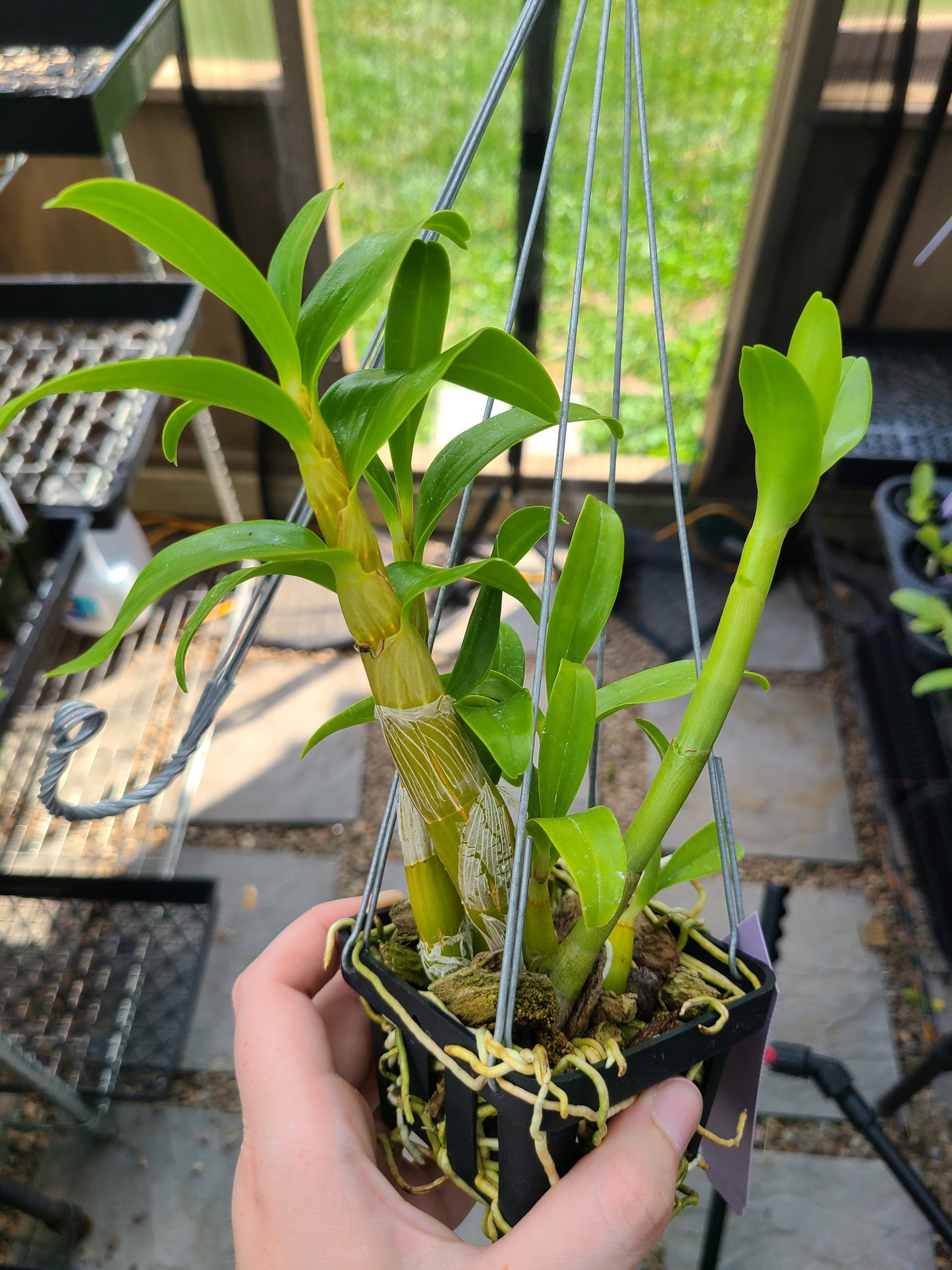 Den. sanderae x sib