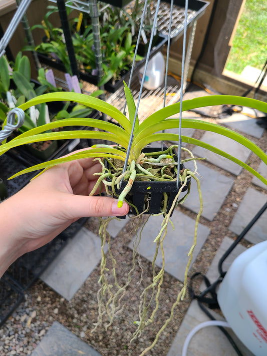 Vanda sanderiana x luzonica