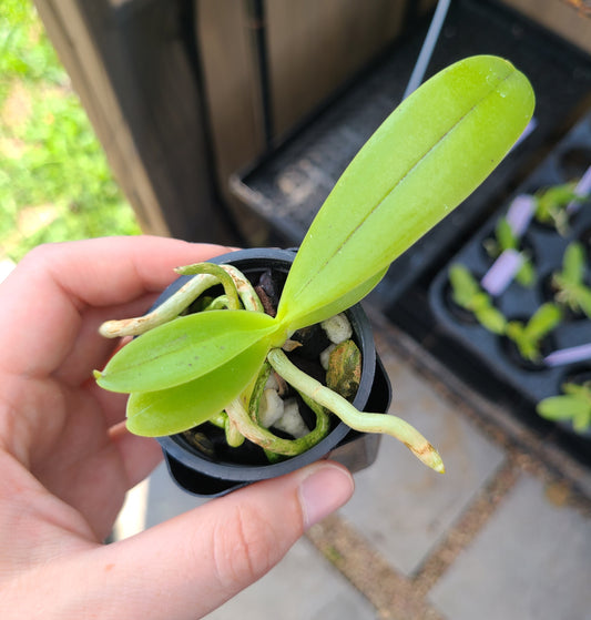 Phal. cornu-cervi 'Red' AM/AOS x self