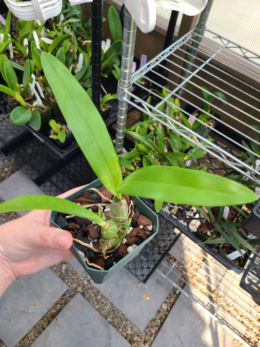 Encyclia mariae