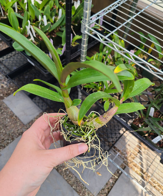 Den. Hibiki 'Pink Passion' AM/AOS
