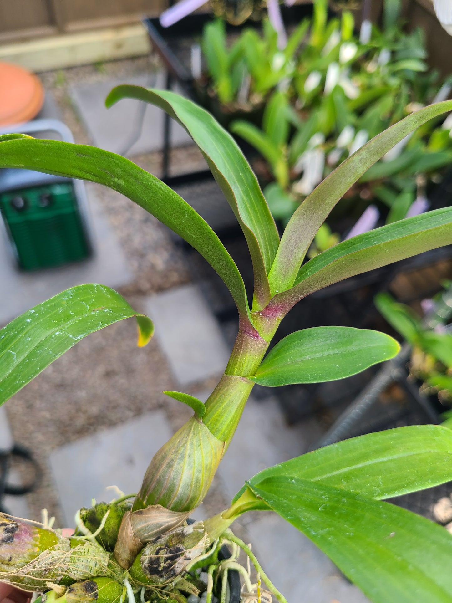 Den. Hibiki 'Pink Passion' AM/AOS