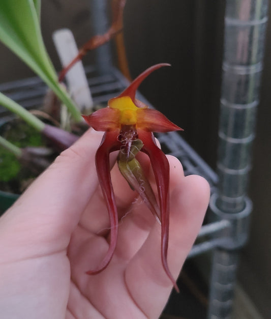 Bulb. levanae