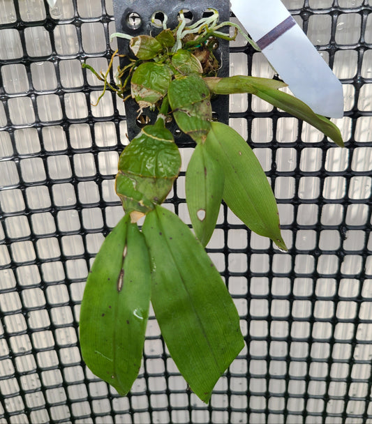 Den. lamellatum