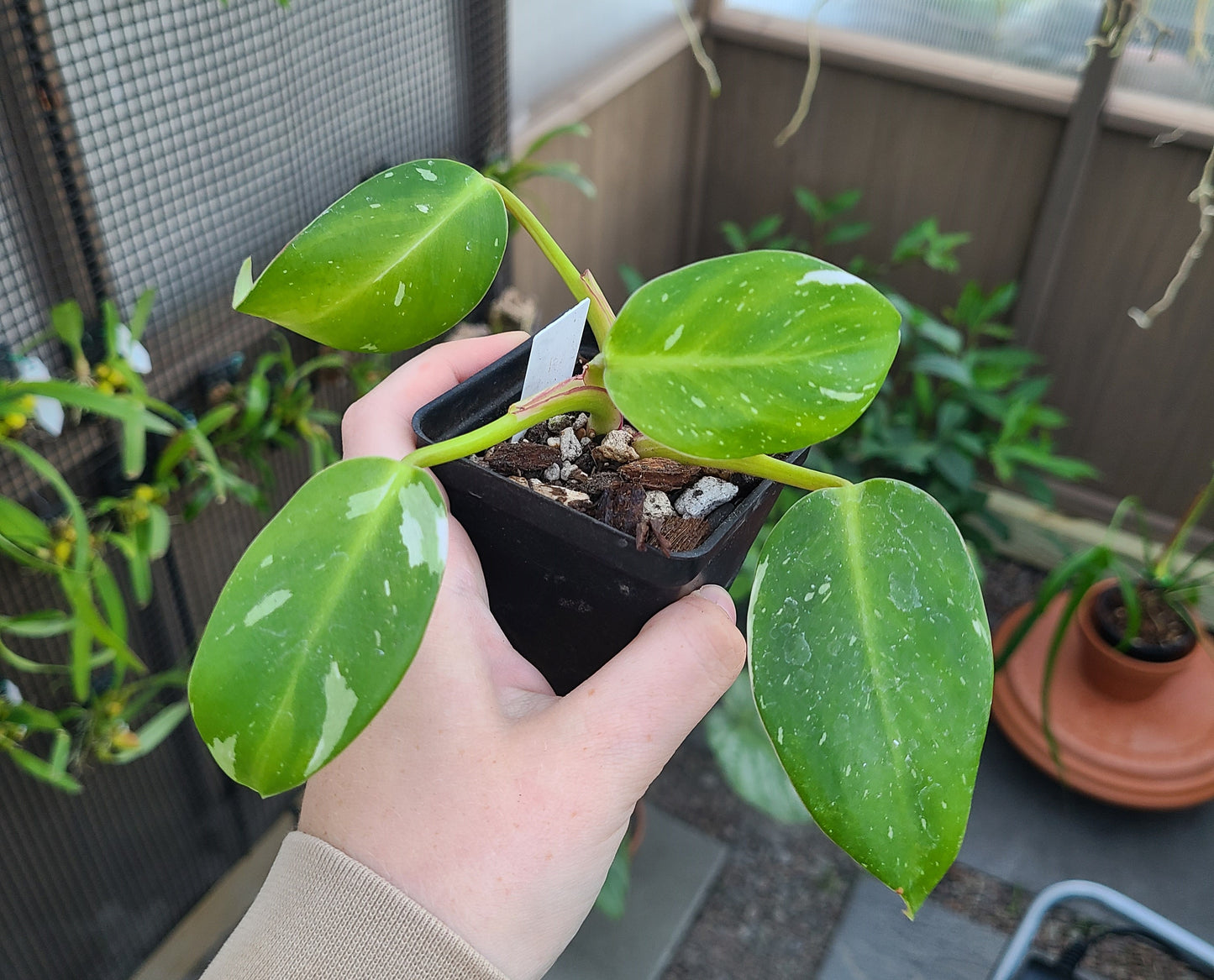 Philodendron White Princess