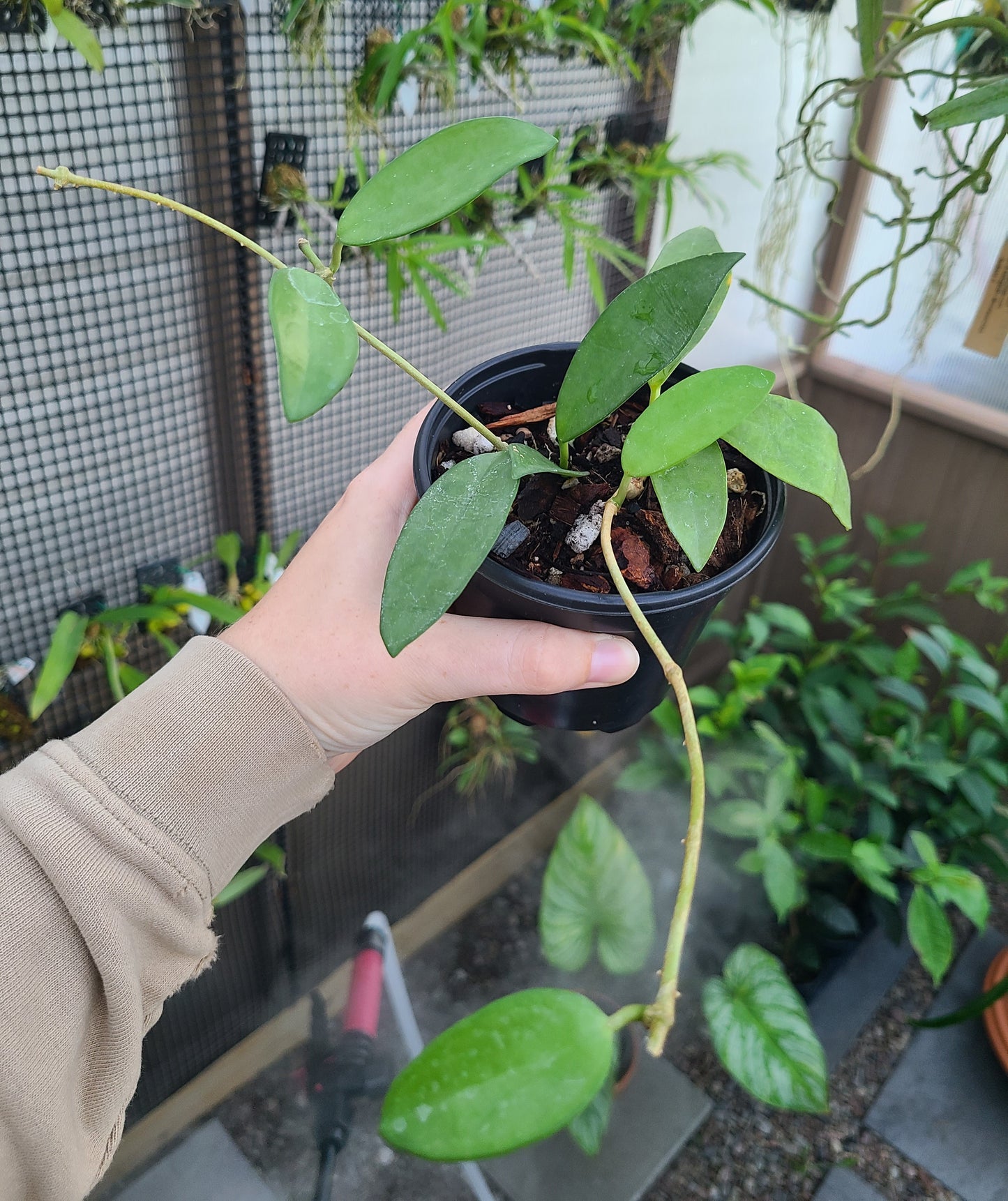 Hoya siamica