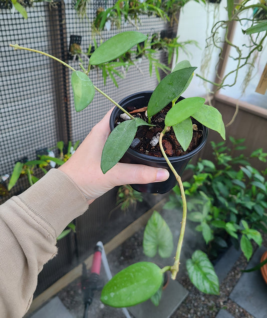 Hoya siamica