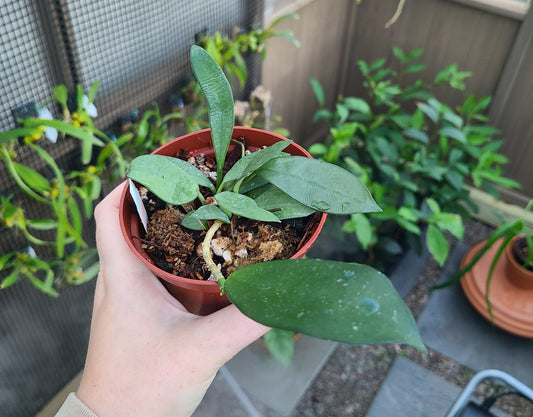 Hoya siamica