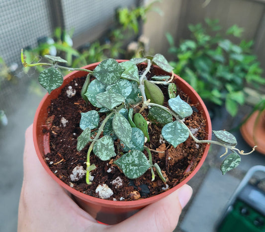 Hoya curtisii