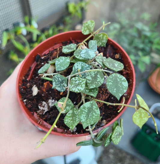 Hoya curtisii